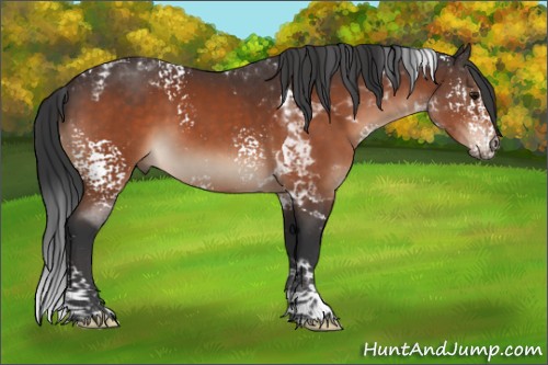 Horse Color:White Spotted Bay Tobiano 