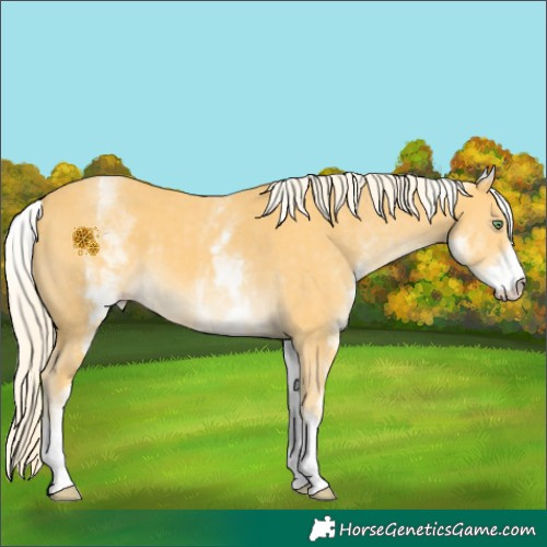 Horse Color:White Spotted Gold Cream Champagne 