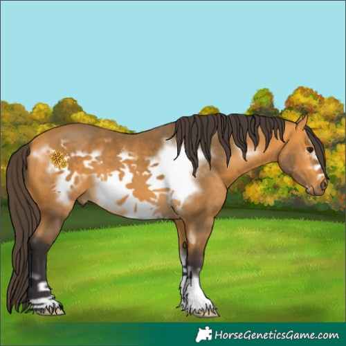 Horse Color:Buckskin Sabino Frame 