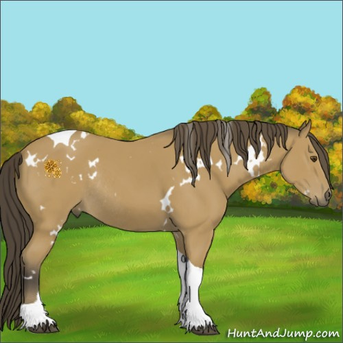Horse Color:White Spotted Buckskin Tobiano Rabicano 
