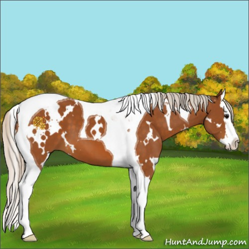 Horse Color:White Spotted Silver Buckskin Splash Tobiano 