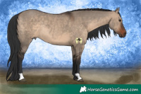 Horse Color:Brown Dun Rabicano