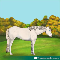 Horse Color:Perlino 