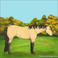 Horse Color:Buckskin 