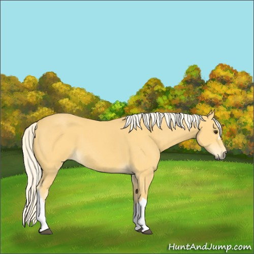 Horse Color:Palomino
