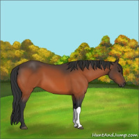 Horse Color:Bay 