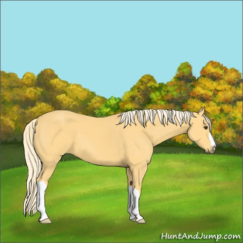 Horse Color:Palomino 