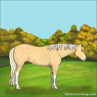 Horse Color:Palomino 