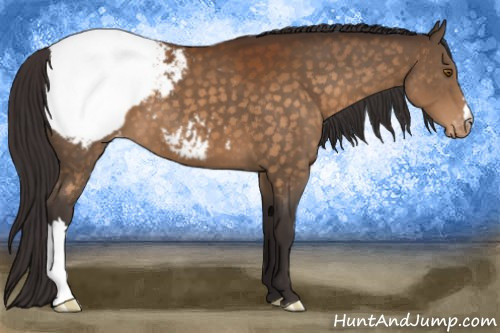 Horse Color:Buckskin Appaloosa