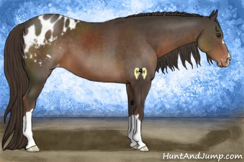 Horse Color:Liver Chestnut Appaloosa