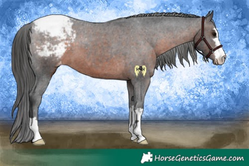 Horse Color:Brown Appaloosa 