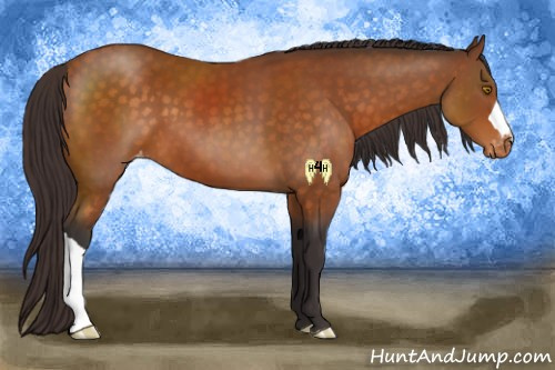 Horse Color:Buckskin Appaloosa 