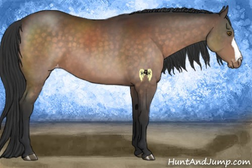 Horse Color:Brown Appaloosa 