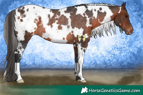 Horse Color:White Spotted Brown Appaloosa Rabicano