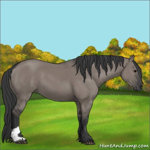 Horse Color:Grullo 