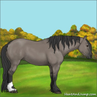 Horse Color:Grullo 