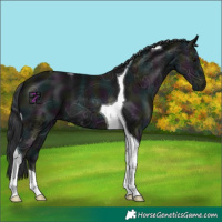 Horse Color:Midnight Black Ice Tobiano 