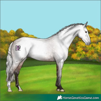 Horse Color:Gray Silver Bay 