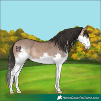 Horse Color:Bay Dun Splash