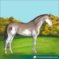 Horse Color:Bay Dun Splash 