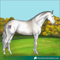 Horse Color:Gray Bay Dun Splash