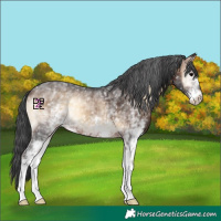 Horse Color:White Spotted Brown Onyx 