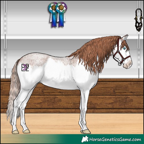 Horse Color:Red Roan Splash 