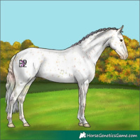 Horse Color:Nacre Palomino Appaloosa 