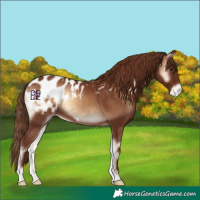 Horse Color:Red Onyx Appaloosa