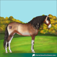 Horse Color:Bay Onyx Appaloosa