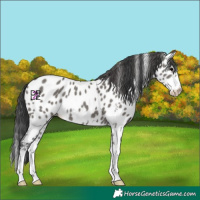 Horse Color:Grullo Sabino Splash Appaloosa Rabicano