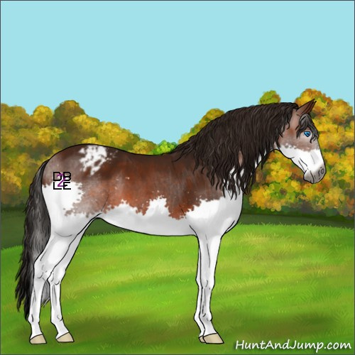 Horse Color:Gray Bay Splash Appaloosa