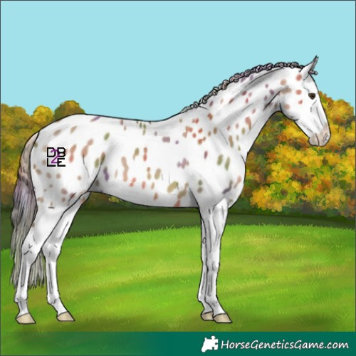 Horse Color:Nacre Red Dun Splash Leopard 