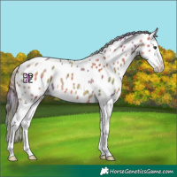 Horse Color:Nacre Red Dun Splash Leopard 