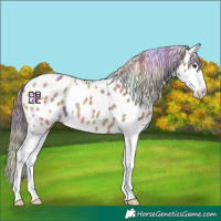 Horse Color:Nacre Red Dun Splash Appaloosa