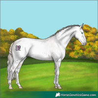 Horse Color:Gray Buckskin Pearl Sabino Splash 