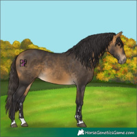 Horse Color:Buckskin 