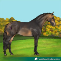 Horse Color:Buckskin 