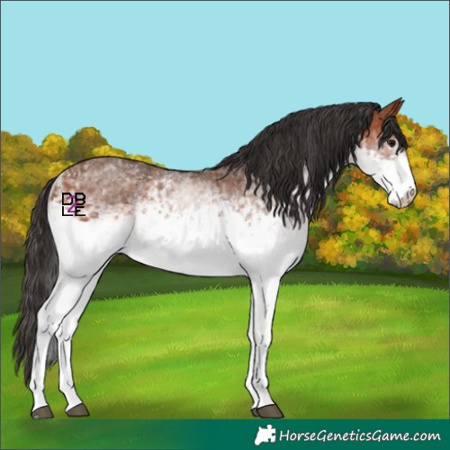 Horse Color:White Spotted Bay Rabicano 