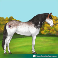 Horse Color:White Spotted Bay Rabicano 