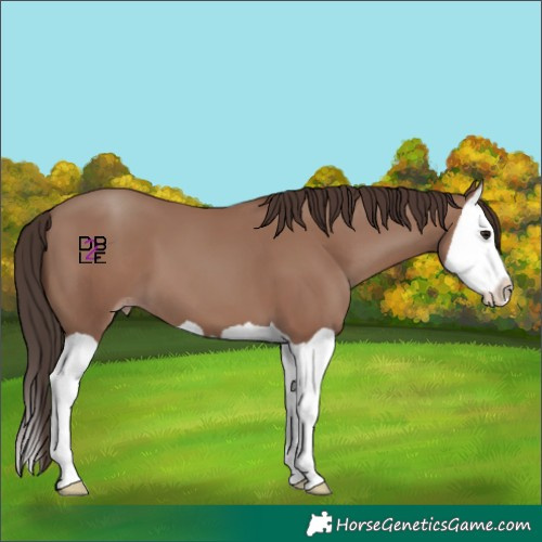 Horse Color:Classic Champagne Splash 