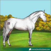 Horse Color:Gray Bay Sabino 
