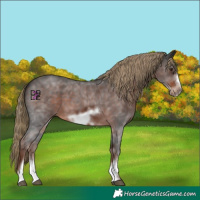 Horse Color:Liver Chestnut Sabino Frame 