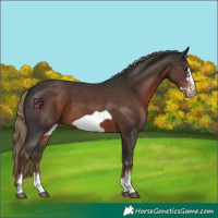 Horse Color:Liver Chestnut Sabino Frame 