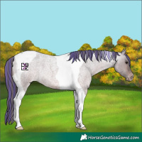 Horse Color:Platinum Painted Brown Roan Dun Tobiano Appaloosa