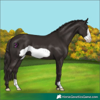 Horse Color:Liver Chestnut Frame