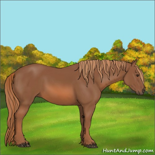 Horse Color:Unknown 