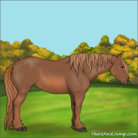 Horse Color:Unknown 