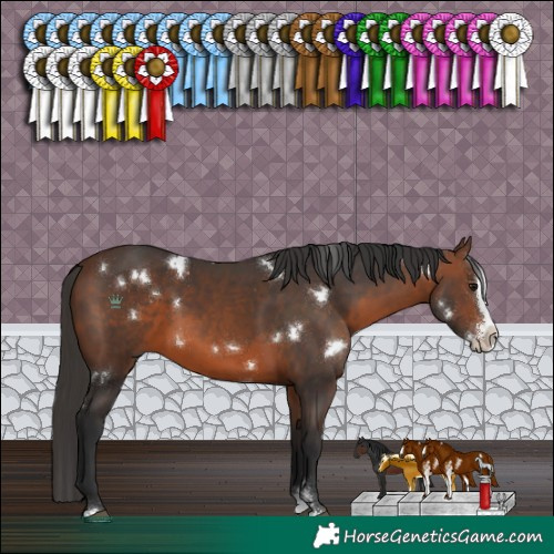 Horse Color:White Spotted Brown Sabino Splash 