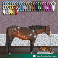 Horse Color:White Spotted Brown Sabino Splash 